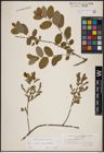 Foto von Salix aurita L. x Salix myrtilloides L.